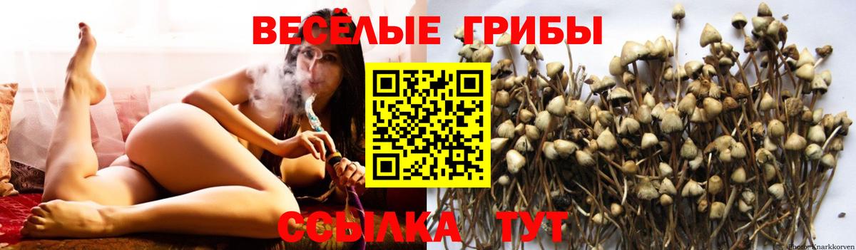 Галлюциногенные грибы Psilocybe  Псилоцибиновые грибы ЛСД  как найти закладки  Бердск  Вход с VPN 